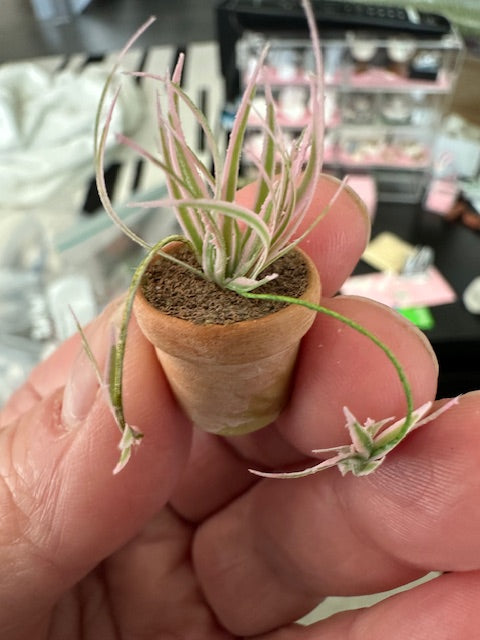 Handmade plant