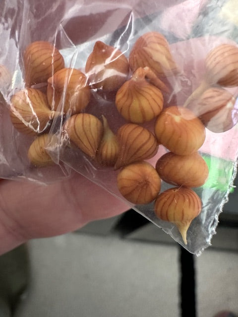 Handcrafted onion-price per 3 By Angie Scarr
