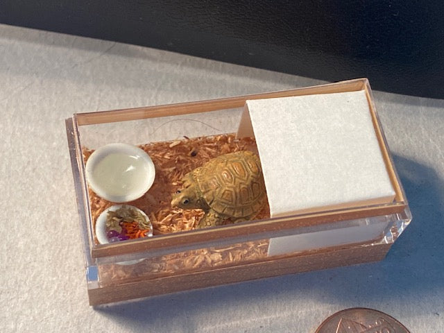 Tortoise in box