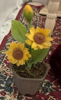 Sunflower plants-assorted