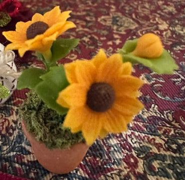 Sunflower plants-assorted