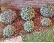 Assorted Flower bush-.5" -5 pieces