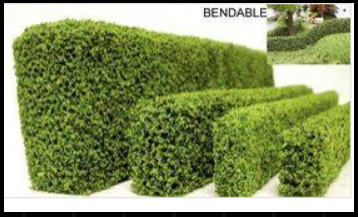 Hedge 3 x 1.5 x12 inches long