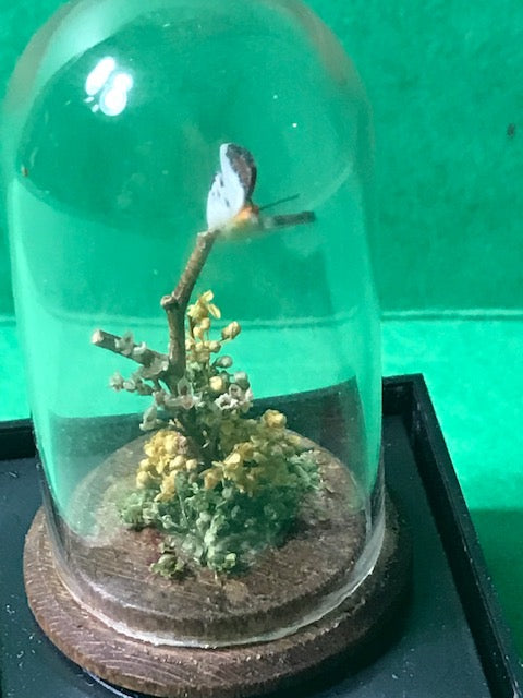 Butterfly in cloche