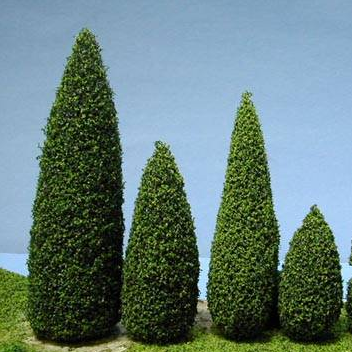 Pine tree bushes assorted