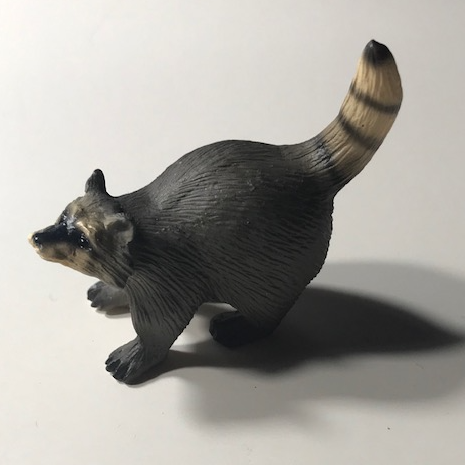 Raccoon